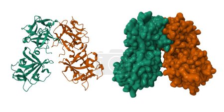 Kristallstruktur einer Hämagglutinin-Komponente (HA1) vom Typ C Clostridium botulinum. 3D-Cartoon und Gaußsche Oberflächenmodelle. PHE 1qxm, weißer Hintergrund.