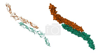 Photo for Structure of an intact human complement regulator CD55. 3D cartoon and Gaussian surface models. PDB 1ok3, white background. - Royalty Free Image