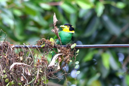 Long-tailed Broadbill are building nests on power lines.
