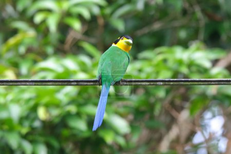 Long-tailed Broadbill standing on wire.