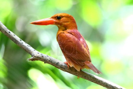 Ruddy Kingfisher standing on a branch in the forest.