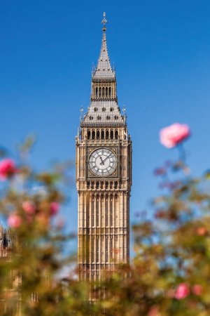 Téléchargez les photos : Détail de Big Ben avec horloge contre les roses roses à Londres, Angleterre, Royaume-Uni - en image libre de droit