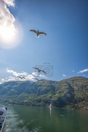 Photo for Seagulls flying against the sun in the fjord near the fishing village Flam, Norway - Royalty Free Image