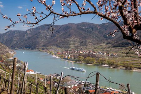 Foto de Pueblo Spitz con barco en el río Danubio en el valle de Wachau (UNESCO) durante la primavera, Austria - Imagen libre de derechos
