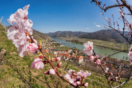 Foto de Pueblo Spitz con albaricoque en flor y barco en el río Danubio en el valle de Wachau (UNESCO) durante la primavera, Austria - Imagen libre de derechos