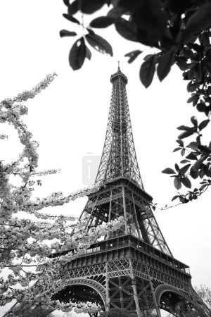 Foto de Torre Eiffel en blanco y negro durante la primavera en París, Francia - Imagen libre de derechos
