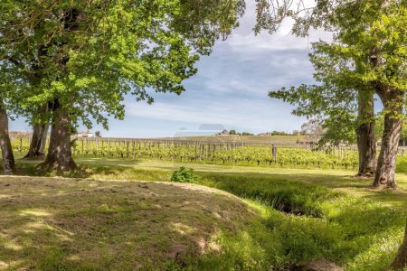 Téléchargez les photos : Paysage Pomerol Saint Emilion vignobles dans la région de Bordeaux en France - en image libre de droit