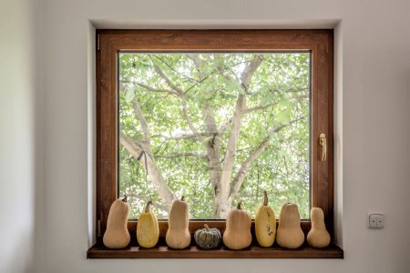 Foto de Serie de calabazas en alféizar de ventana contra árbol - Imagen libre de derechos