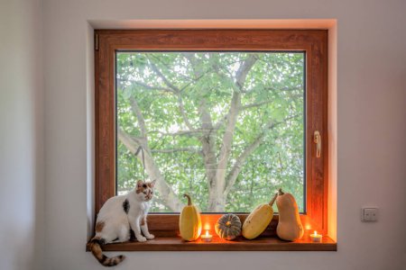 Foto de Serie de calabazas con gato blanco en alféizar de ventana contra árbol - Imagen libre de derechos