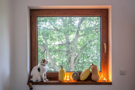 Foto de Serie de calabazas con gato blanco en alféizar de ventana contra árbol - Imagen libre de derechos