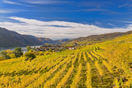 Foto de Panorama otoñal del valle de Wachau (Patrimonio de la Humanidad de la Unesco) con viñedo colorido y río Danubio cerca del pueblo de Weissenkirchen en Baja Austria, Austria - Imagen libre de derechos