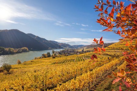 Téléchargez les photos : Panorama automnal de la vallée de Wachau (site du patrimoine mondial de l'Unesco) avec vignoble coloré et fleuve Danube près du village de Weissenkirchen en Basse-Autriche, Autriche - en image libre de droit