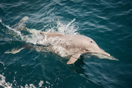 Foto de Dolphin in Musandam Oman taken in May 2022 - Imagen libre de derechos