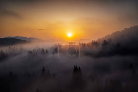 Téléchargez les photos : Sunrise over forest with morning fog between the trees - en image libre de droit