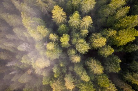 Foto de Forest from above with fog rolling in in Montenegro, taken in June 2022 - Imagen libre de derechos