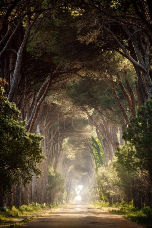 Téléchargez les photos : Alley of trees in Italy taken in May 2022 - en image libre de droit
