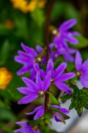 Foto de Scaevola saligna flor que crece en el prado, macro - Imagen libre de derechos