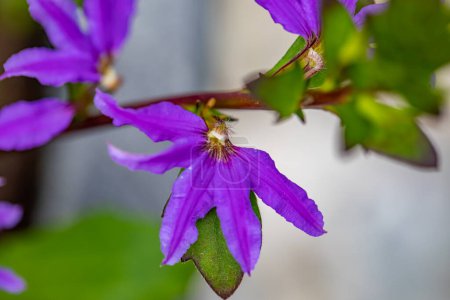 Foto de Scaevola saligna flor que crece en el prado, macro - Imagen libre de derechos