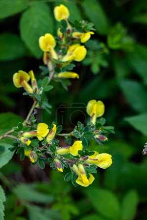 Photo for Cytisus hirsutus flower growing in forest, close up - Royalty Free Image