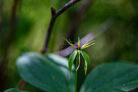 Foto de París quadrifolia flor que crece en el bosque, macro - Imagen libre de derechos