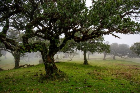 Photo for Posto Florestal Fanal on foggy day - Royalty Free Image
