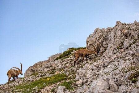Ibex alpino foto tomada en los Alpes Julianos, Eslovenia