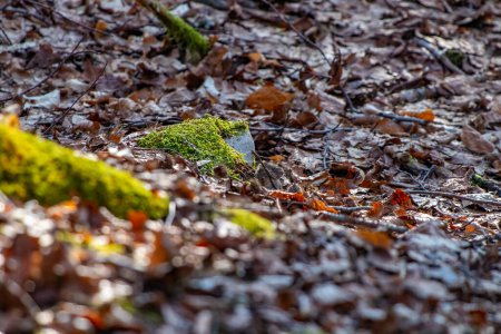 Téléchargez les photos : Souris dans la forêt, printemps - en image libre de droit