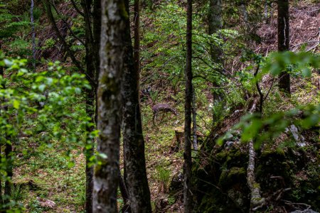 Téléchargez les photos : Cerfs dans la forêt, région de Bohinj - en image libre de droit
