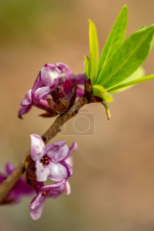 Téléchargez les photos : Daphne mezereum flower growing in forest - en image libre de droit