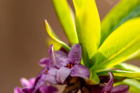 Téléchargez les photos : Daphne mezereum flower growing in forest - en image libre de droit