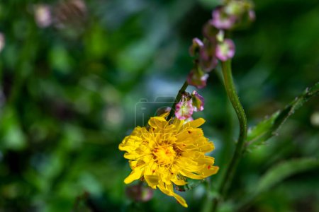 Photo for Hieracium villosum flower growing in mountains - Royalty Free Image