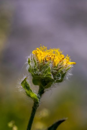 Photo for Hieracium villosum flower growing in mountains - Royalty Free Image