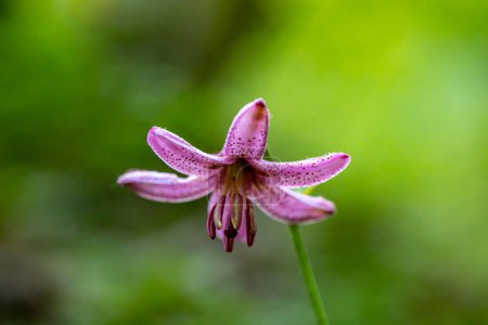 Téléchargez les photos : Lilium martagon fleur poussant dans la forêt, gros plan - en image libre de droit