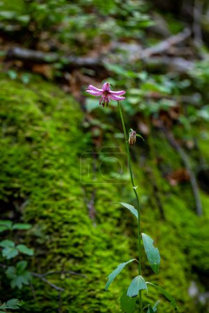 Téléchargez les photos : Lilium martagon fleur poussant dans la forêt, gros plan - en image libre de droit