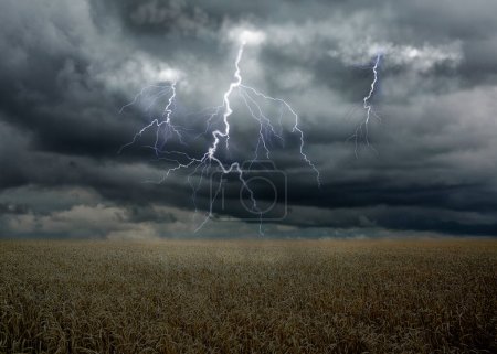 Téléchargez les photos : Vue du champ et ciel nuageux avec foudre. Orage - en image libre de droit