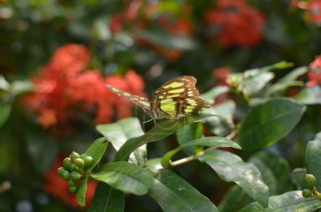 Téléchargez les photos : Beau papillon malachite sur plante en plein air, gros plan - en image libre de droit