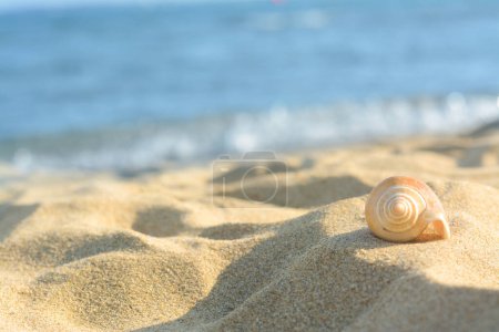 Schöne Muschel am Sandstrand in der Nähe des Meeres, Nahaufnahme. Raum für Text