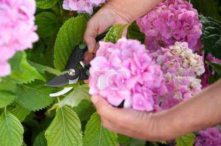 Photo for Gardener cutting hydrangea with secateurs outdoors, closeup - Royalty Free Image