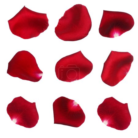 Foto de Pétalos de rosa roja fresca sobre fondo blanco, vista superior - Imagen libre de derechos