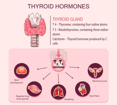 Medical poster with thyroid hormones image on pink background