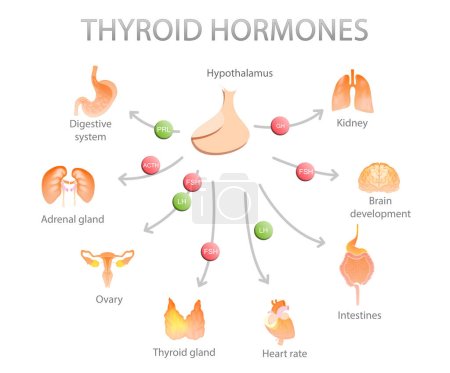 Illustration of thyroid gland and different icons showing which human organs it affects on white background. Medical poster
