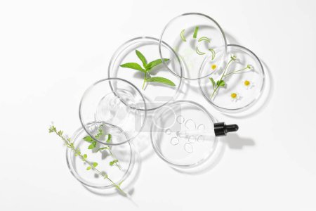 Photo for Petri dishes with different plants and cosmetic products on white background, top view - Royalty Free Image