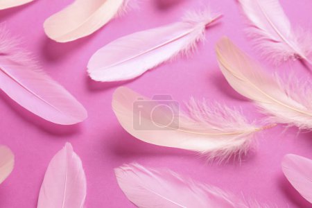 Beautiful feathers on pink background, closeup view