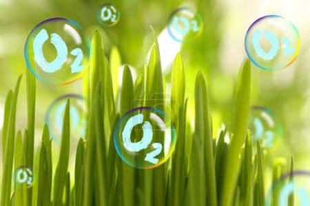 Foto de Moléculas de O2 en burbujas cerca de hierba verde en el día soleado. Concepto de liberación de oxígeno - Imagen libre de derechos