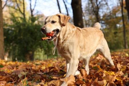 Photo for Cute Labrador Retriever dog with toy ball in sunny autumn park. Space for text - Royalty Free Image
