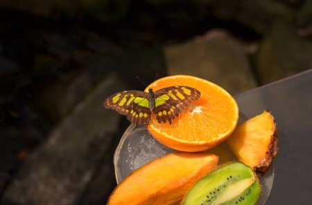Photo for Beautiful malachite butterfly on bowl with fruits, closeup - Royalty Free Image