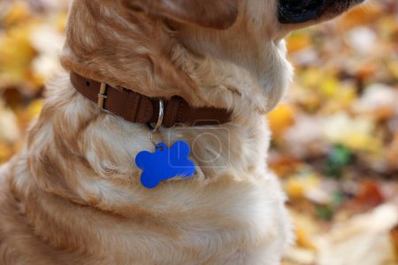 Photo for Dog in collar with metal tag outdoors, closeup - Royalty Free Image