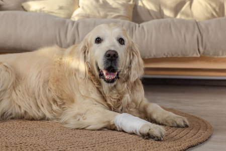 Photo for Cute golden retriever with bandage on paw at home - Royalty Free Image