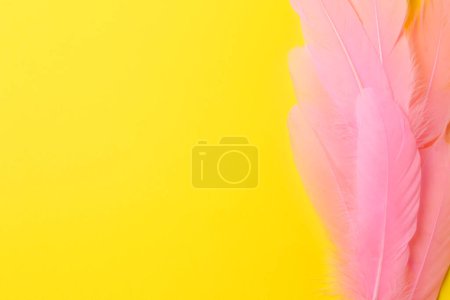 Beautiful pink feathers on yellow background, top view. Space for text