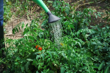 Foto de El hombre regar plantas de tomate que crecen en el jardín, primer plano - Imagen libre de derechos